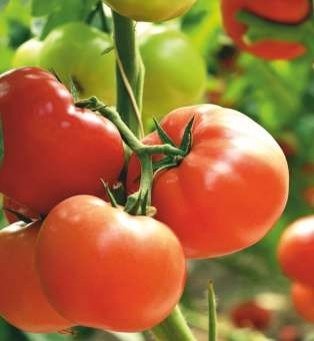 Devraj (Hybrid Tomato)
