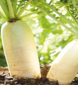 SV 111 (Hybrid Radish)