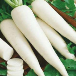 Madhur (Hybrid Radish)