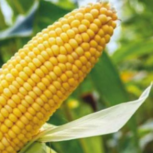 Vaishnavi 5599 (Hybrid Maize)