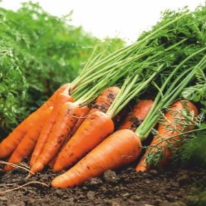 SVS - Nantes (Hybrid Carrot)