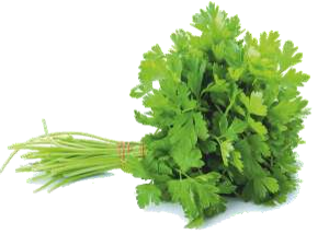 Rishi (Hybrid Coriander)