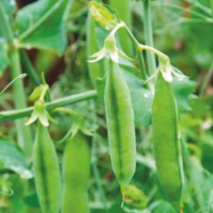 Pankhudi (Hybrid Pea)