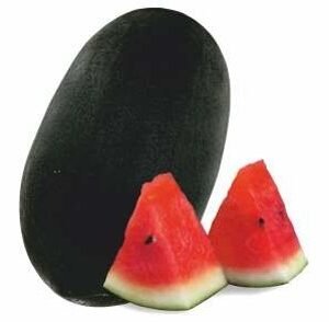 SV 80 (Hybrid Watermelon)