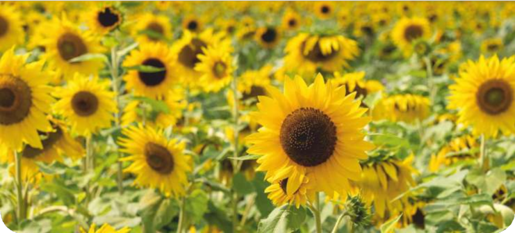 Sunstar 575 (Hybrid Sunflower) - Image 2
