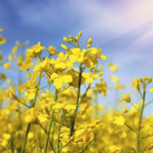 Black Beauty (Hybrid Mustard)