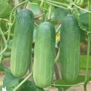 ASWI 15 (Hybrid Cucumber)