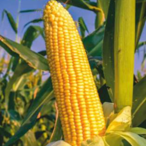 Vaishnavi - 5577 (Hybrid Maize)