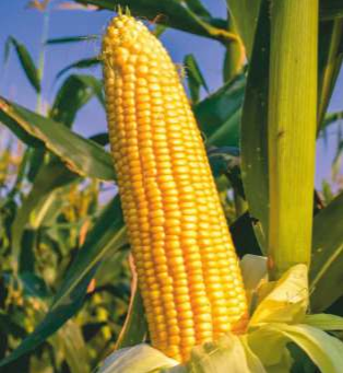 Vaishnavi - 5577 (Hybrid Maize)