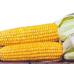 Cash - 36 (Hybrid Maize)