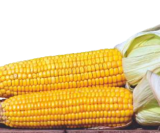 Cash - 36 (Hybrid Maize)